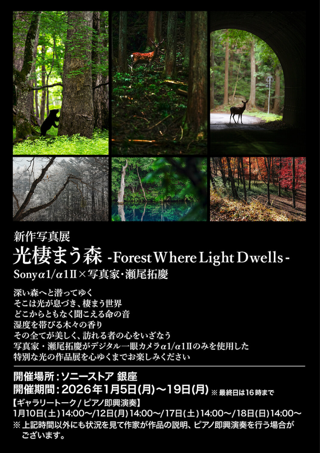 新作写真展告知 【光棲まう森 - Forest Where Light Dwells -】